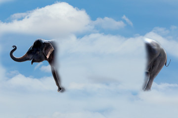 Elephant stand alone on the cloud