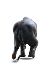 elephant isolated on white background