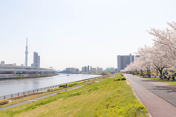 Fototapeta na wymiar 桜と東京スカイツリー