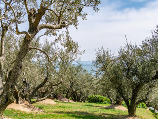 小豆島 オリーブ園