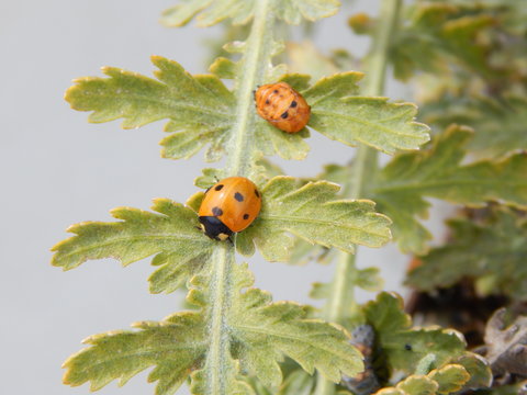 Ladybug and ladybug pupae on green Plant - Coccinella septempunctata