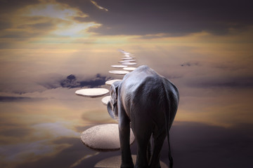 To the paradise : Elephant walk cross over the clouds