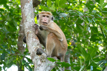 Toque Macaque (Macaca sinica), Yala National Park, Sri Lanka