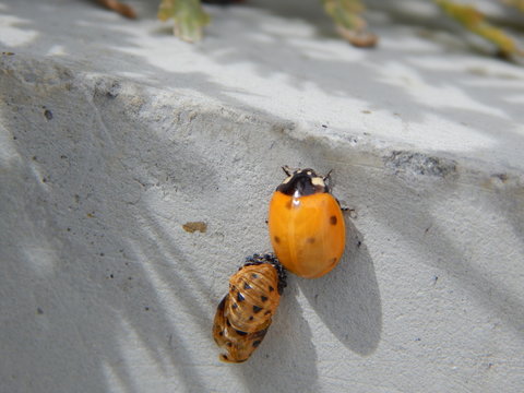 Ladybug and ladybug pupae on Concrete - Coccinella septempunctatain Los Angeles Garden in the Spring