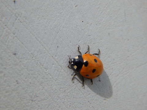 Ladybug on Concrete - Coccinella septempunctatain Los Angeles Garden in the Spring