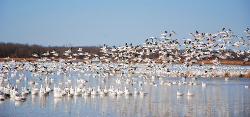 Snow geese migration.  During spring migration, large flocks of snow geese fly very high along narrow corridors, more than 3000 miles from traditional wintering areas to the tundra. © Daniel Meunier