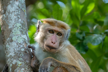 Toque Macaque (Macaca sinica), Yala National Park, Sri Lanka