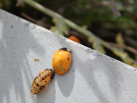 Ladybug and ladybug pupae on Concrete - Coccinella septempunctatain Los Angeles Garden in the Spring