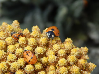 Ladybug on Flower - Coccinella septempunctata