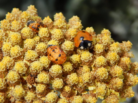 Ladybug on Flower - Coccinella septempunctata