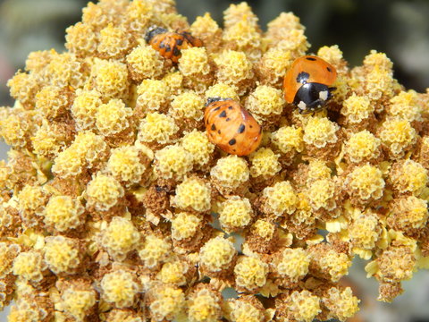 Ladybug and ladybug pupae on Flower - Coccinella septempunctata