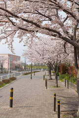 桜と住宅街