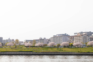 Naklejka premium 桜と住宅街