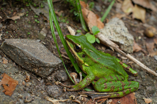 A green frog resting near the rock