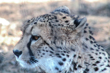 Leopard in the zoo