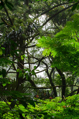 Natural beauty the rain forest view