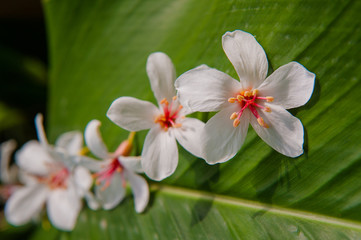 Beautiful White flowers blooming  （tung tree flower） 