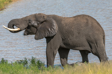 Fototapeta premium african elephant in the wilderness