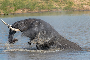 Obraz premium african elephant taking a bath