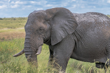 Fototapeta na wymiar african elephant in the wilderness 
