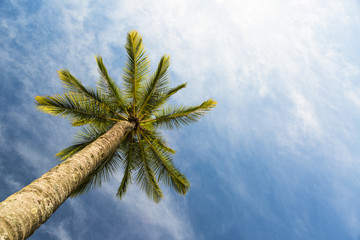 Coconut Tree with a blue sky in the background