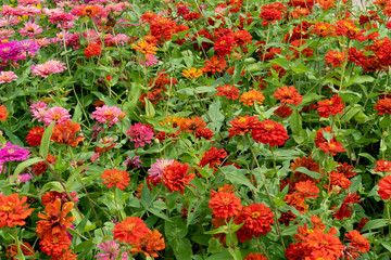 Beautiful colorful zinnia in the outdoor garden.