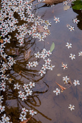 White flowers floating on the water,  Flowers background （tung tree flower）