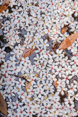 White flowers floating on the water,  Flowers background （tung tree flower）