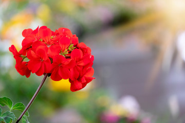 Cordia sebestena linn red color with sunset.
