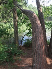 Fototapeta premium Leaning Pine on Lake 2