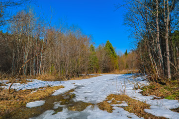 Early spring scene melts snow in the forest.