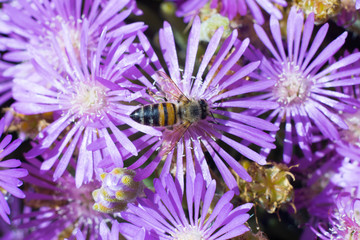Obraz premium bee pollinating wildflowers