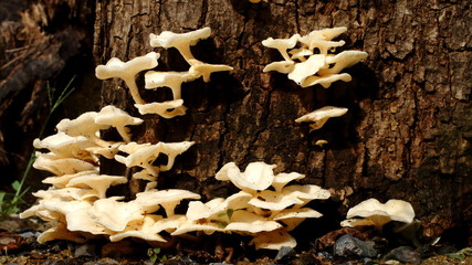 Lentinus squarrosulus Mont.