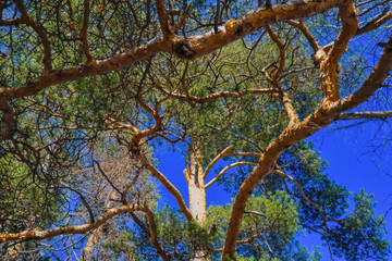Fototapeta premium Spring forest landscape on a sunny day