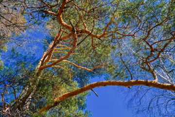 Spring forest landscape on a sunny day