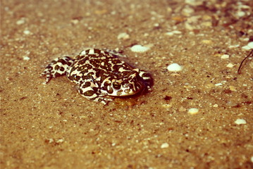 spotted a frog on the sand in the water