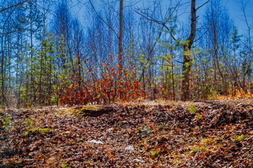 Spring forest landscape on a sunny day
