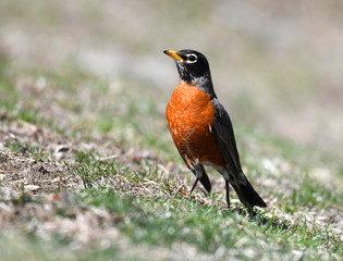 close up on American robin on the lawn