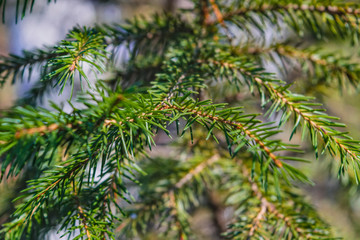 Spruce branches lit by sunlight on a blurred background. Close-up.