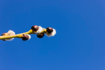 Willow branch with buds against the blue sky
