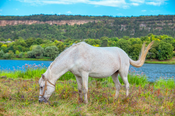 beautiful white mare grazing near river
