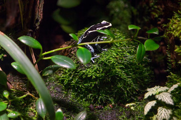 Poison dart frog standing in the grass