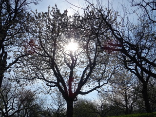 Sonne scheint durch den Baum