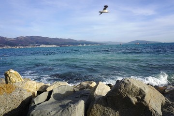 Fototapeta na wymiar Black Sea, mountains, gull flies.......