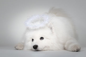 Portrait of funny puppy of Samoyed dog at studio on white background. Cutest puppy looking up
