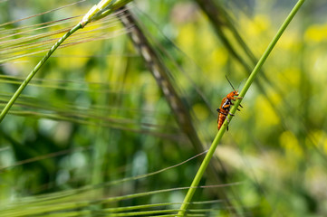 Dragonfly on grass, Macro