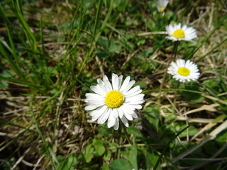 Obraz premium Gaenseblümchen im Gras
