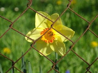 Osterglocke hinter Gittern