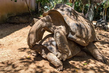 mating giant turtles 