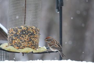 Field Sparrow at Feeder